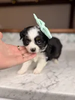 Juliet, a female Toy Australian Shepherd for sale in Gainesville, FL – Photo 3 of 4