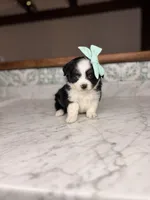 Juliet, a female Toy Australian Shepherd for sale in Gainesville, FL – Photo 1 of 4