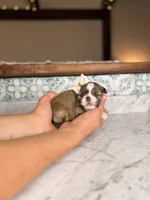 Cupcake, a female Shih Tzu for sale in Gainesville, FL – Photo 2 of 4