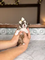 Cupcake, a female Shih Tzu for sale in Gainesville, FL – Photo 4 of 4