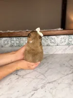 Cupcake, a female Shih Tzu for sale in Gainesville, FL – Photo 3 of 4