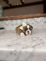 Cupcake, a female Shih Tzu for sale in Gainesville, FL – Photo 1 of 4