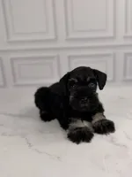 Bones BLUE EYE, a male Miniature Schnauzer for sale in Gainesville, FL – 2 of 7