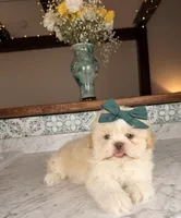 Eclair, a male Shih Tzu for sale in Gainesville, FL – Photo 1 of 4