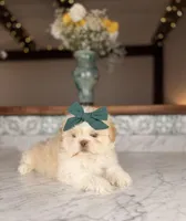 Eclair, a male Shih Tzu for sale in Gainesville, FL – Photo 4 of 4