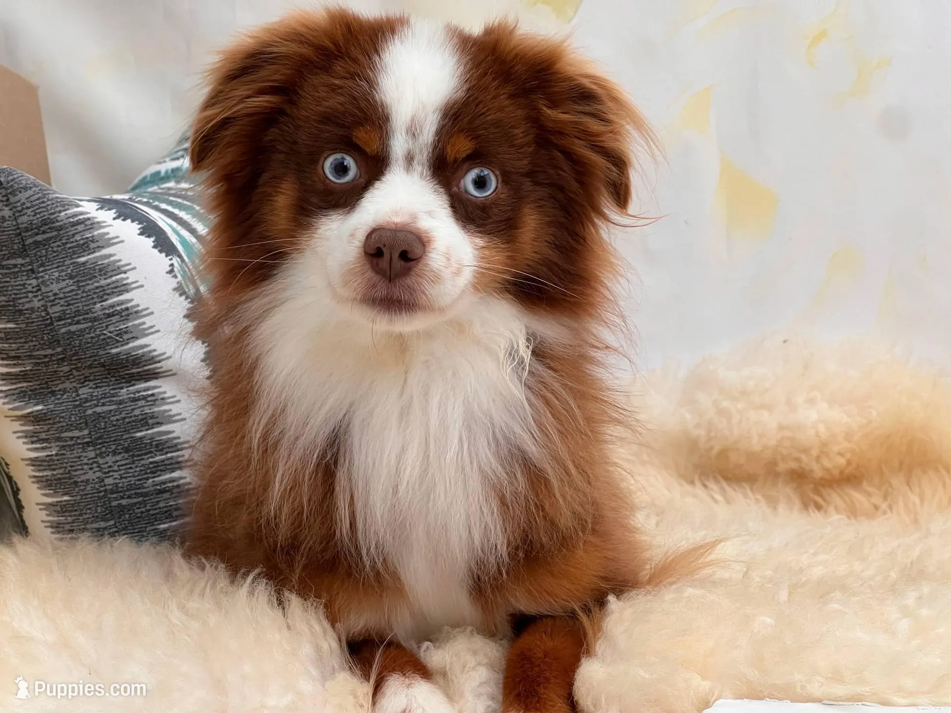 Trip ASDR BLUE EYES – Toy Australian Shepherd puppy for sale in Gainesville, FL