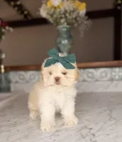 Eclair, a female Shih Tzu for sale in Gainesville, FL – Photo 1 of 4