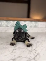 Treasure, a female Miniature Schnauzer for sale in Gainesville, FL – 2 of 5