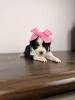 Juliet, a female Toy Australian Shepherd for sale in Gainesville, FL – Photo 2 of 7