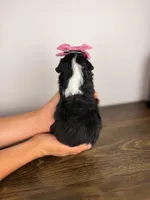 Juliet, a female Toy Australian Shepherd for sale in Gainesville, FL – Photo 7 of 7