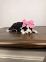 Juliet, a female Toy Australian Shepherd for sale in Gainesville, FL – Photo 4 of 7