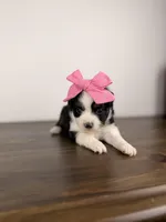 Juliet, a female Toy Australian Shepherd for sale in Gainesville, FL – Photo 3 of 7