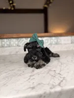 Chardonnay, a female Miniature Schnauzer for sale in Gainesville, FL – 3 of 3
