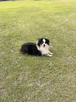 Boomer BLUE EYES ASDR, a male Toy Australian Shepherd for sale in Gainesville, FL – Photo 6 of 6