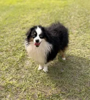 Boomer BLUE EYES ASDR, a male Toy Australian Shepherd for sale in Gainesville, FL – Photo 3 of 6