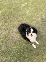 Boomer BLUE EYES ASDR, a male Toy Australian Shepherd for sale in Gainesville, FL – Photo 5 of 6