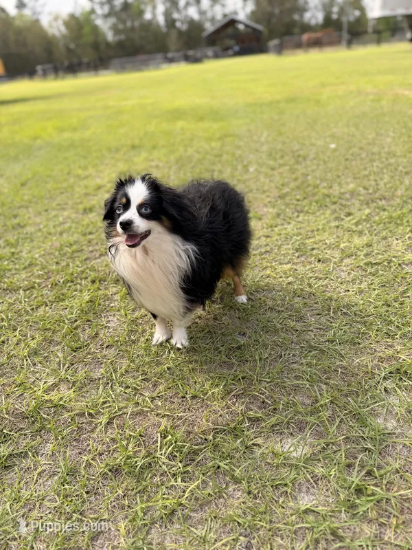Boomer BLUE EYES ASDR – Toy Australian Shepherd puppy for sale in Gainesville, FL