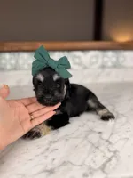 Treasure, a female Miniature Schnauzer for sale in Gainesville, FL – 5 of 5