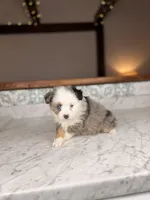 Romeo BLUE EYES, a male Toy Australian Shepherd for sale in Gainesville, FL – Photo 4 of 4