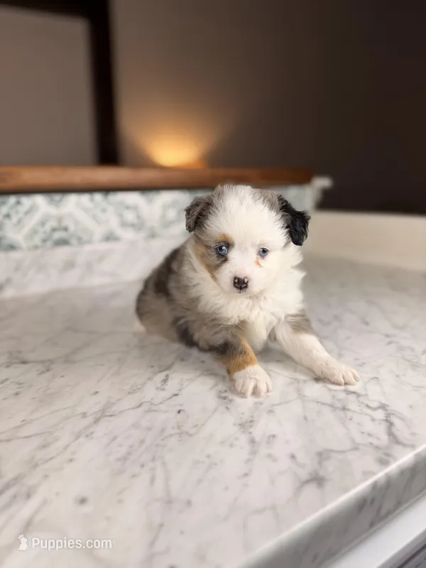 Romeo BLUE EYES – Toy Australian Shepherd puppy for sale in Gainesville, FL