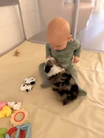 Romeo, a male Toy Australian Shepherd for sale in Gainesville, FL – Photo 6 of 10