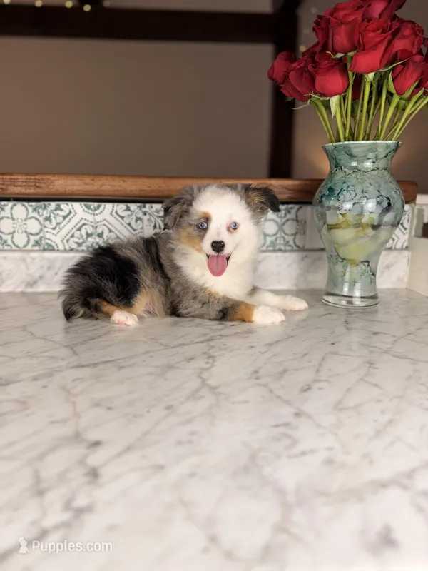 Romeo – Toy Australian Shepherd puppy for sale in Gainesville, FL