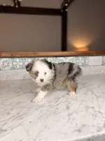 Romeo BLUE EYES, a male Toy Australian Shepherd for sale in Gainesville, FL – Photo 3 of 4