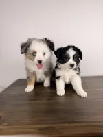 Romeo, a male Toy Australian Shepherd for sale in Gainesville, FL – Photo 2 of 10