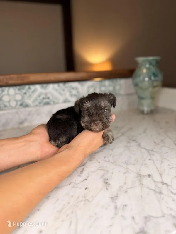 Milos, a male Miniature Schnauzer for sale in Gainesville, FL – Photo 1 of 5