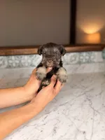 Milos, a male Miniature Schnauzer for sale in Gainesville, FL – Photo 4 of 5
