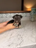 Milos, a male Miniature Schnauzer for sale in Gainesville, FL – Photo 3 of 5