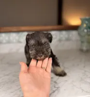 Milos, a male Miniature Schnauzer for sale in Gainesville, FL – Photo 2 of 5