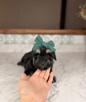 Treasure, a male Miniature Schnauzer for sale in Gainesville, FL – 3 of 4