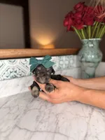 Harbor, a female Miniature Schnauzer for sale in Gainesville, FL – Photo 4 of 5