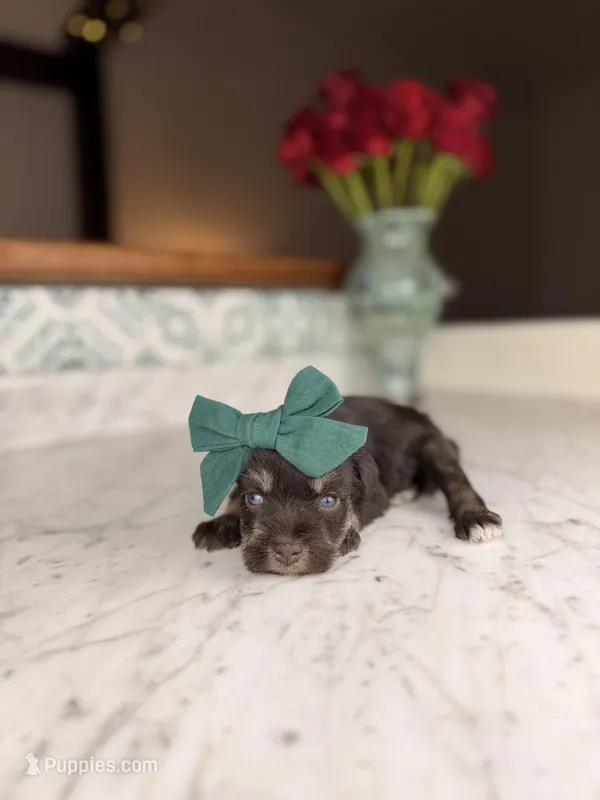 Harbor – Miniature Schnauzer puppy for sale in Gainesville, FL