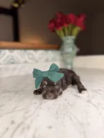 Harbor, a female Miniature Schnauzer for sale in Gainesville, FL – Photo 1 of 5