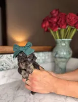 Harbor, a female Miniature Schnauzer for sale in Gainesville, FL – Photo 2 of 5