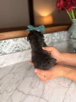 Harbor, a female Miniature Schnauzer for sale in Gainesville, FL – Photo 3 of 5