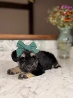 Treasure, a male Miniature Schnauzer for sale in Gainesville, FL – 2 of 4