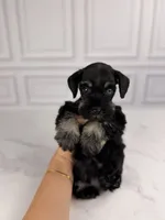 Bones BLUE EYE, a male Miniature Schnauzer for sale in Gainesville, FL – 5 of 7