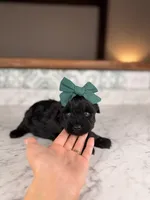 Bimini (Blue Eyes), a female Miniature Schnauzer for sale in Gainesville, FL – 3 of 5