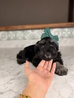 Chardonnay, a female Miniature Schnauzer for sale in Gainesville, FL – 2 of 3