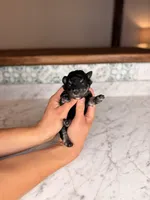 Merlot BLUE EYES, a female Miniature Schnauzer for sale in Gainesville, FL – Photo 3 of 4