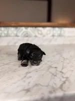 Merlot BLUE EYES, a female Miniature Schnauzer for sale in Gainesville, FL – Photo 2 of 4