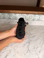 Merlot BLUE EYES, a female Miniature Schnauzer for sale in Gainesville, FL – Photo 4 of 4