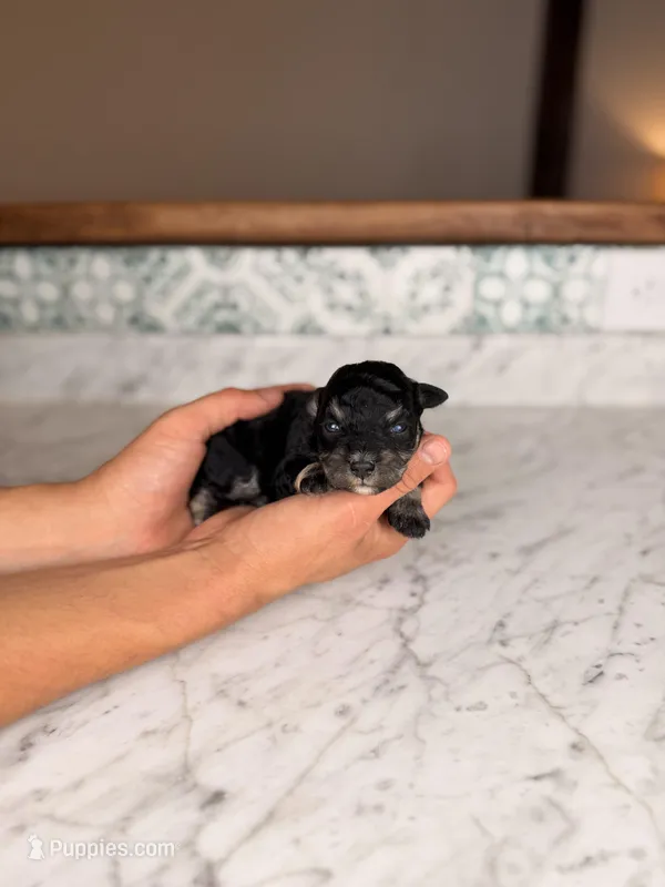 Merlot BLUE EYES – Miniature Schnauzer puppy for sale in Gainesville, FL