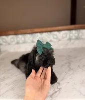 Isla, a female Miniature Schnauzer for sale in Gainesville, FL – 2 of 3