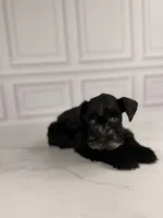 Binx BLUE EYES TINY , a male Miniature Schnauzer for sale in Gainesville, FL – 3 of 7