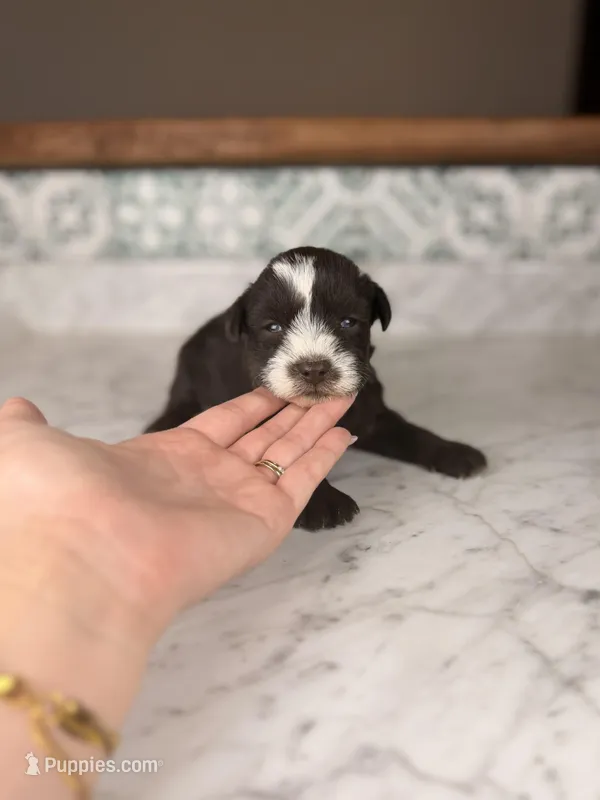 Rum BLUE EYES, a male Miniature Schnauzer for sale in Gainesville, FL – Photo 1 of 4