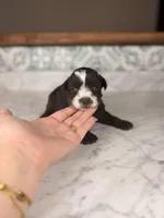 Rum BLUE EYES, a male Miniature Schnauzer for sale in Gainesville, FL – Photo 1 of 4